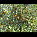 Orangen